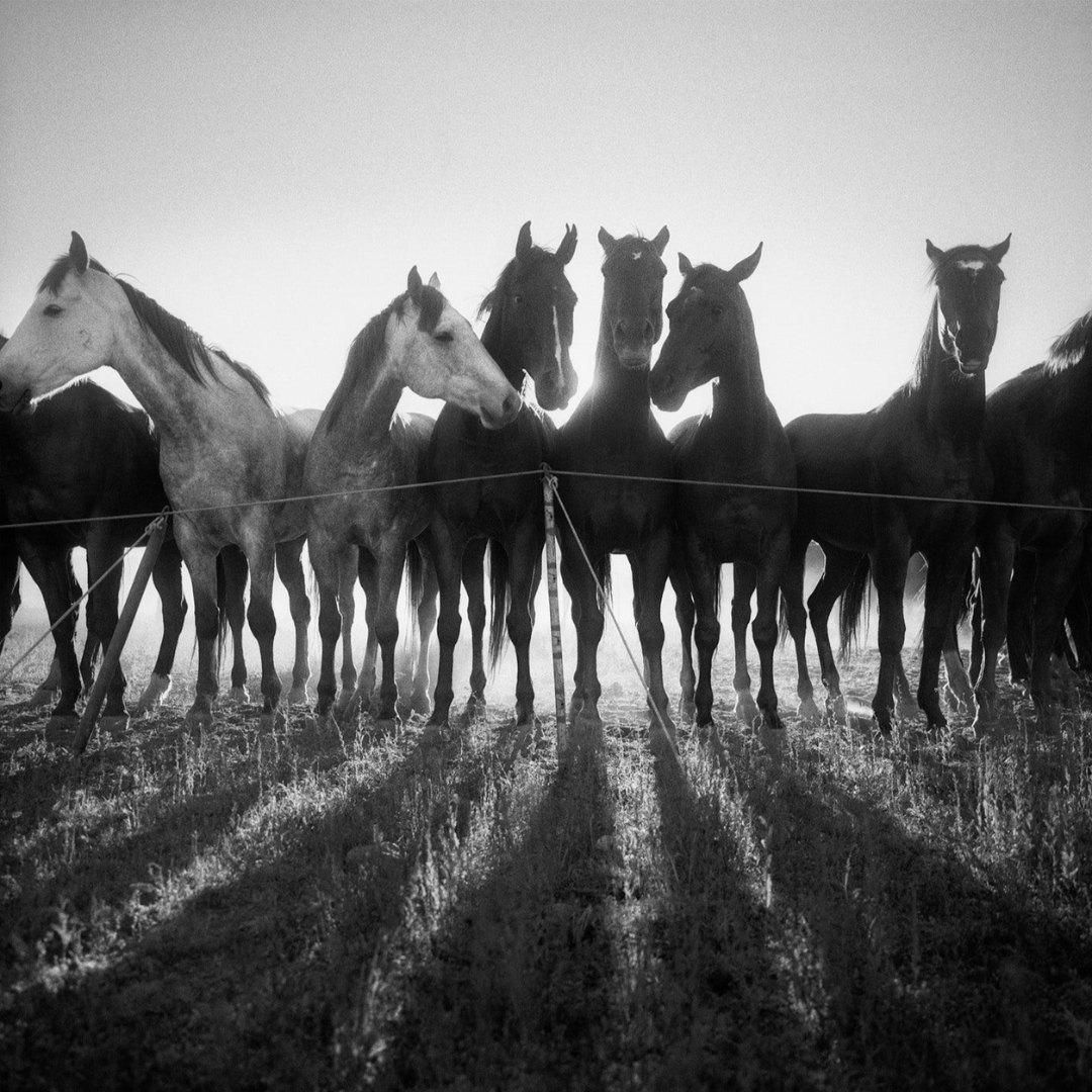 Horse black and white photograph