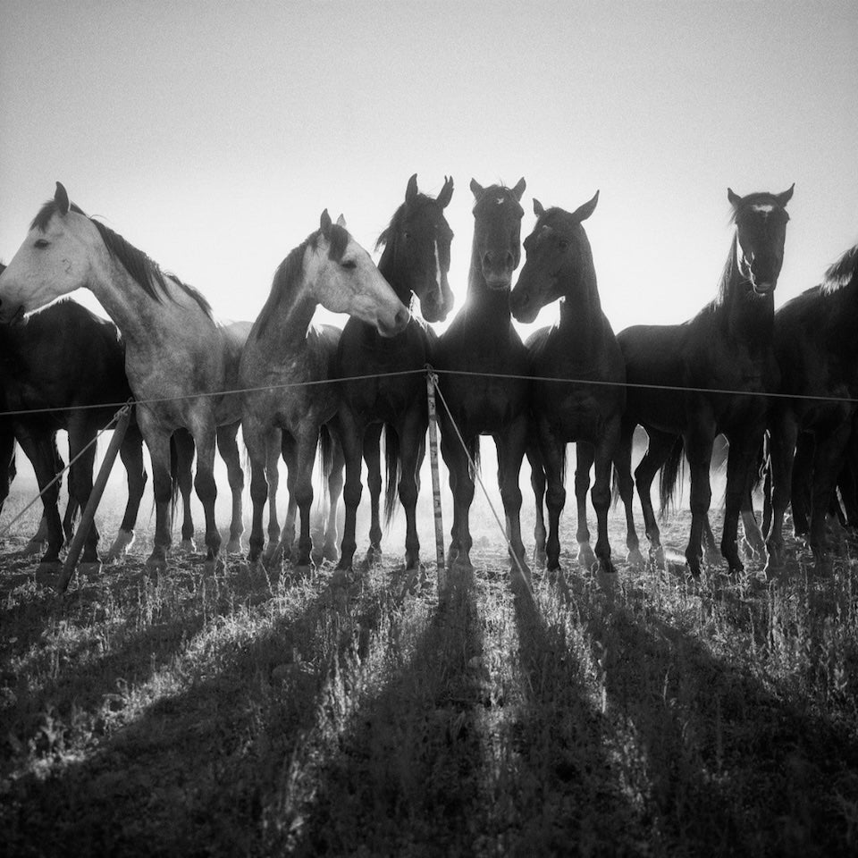 horses black and white photograph