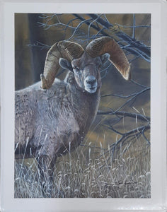 Big Horn Sheep - Posters