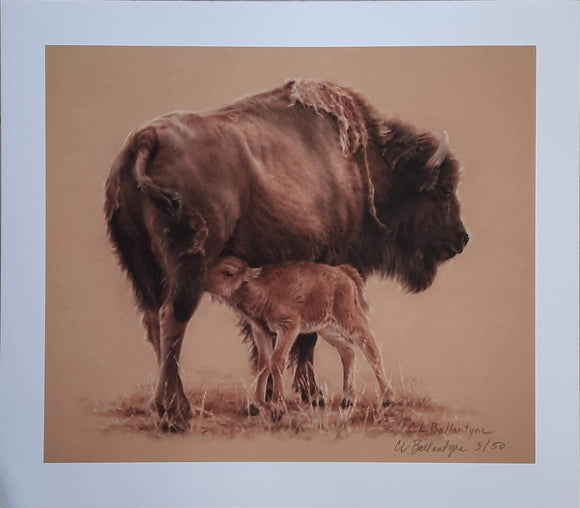 Buffalo and Calf - Carrie Ballantyne