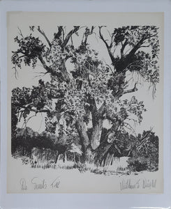 Desmet's Tree - Bill Wright
