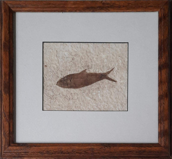 Fossil Fish - Charlie Walter