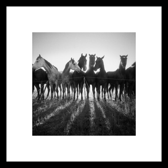Horse Shadows - Adam Jahiel