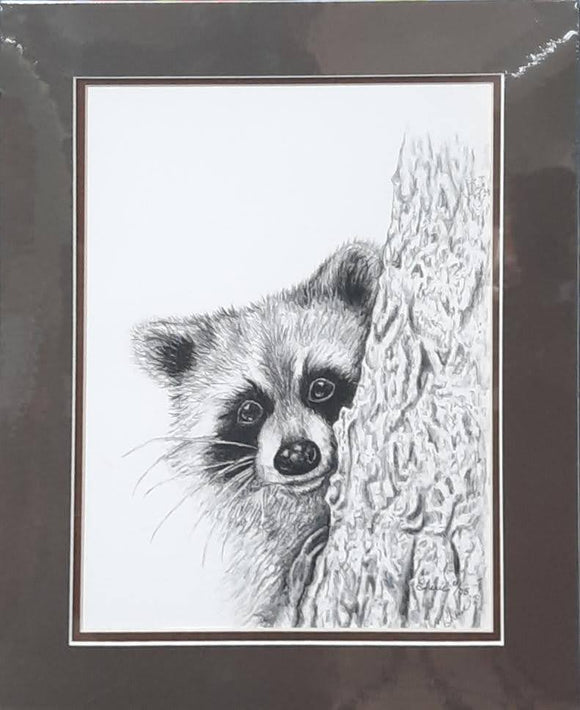 Raccoon - Dana Jimmerson